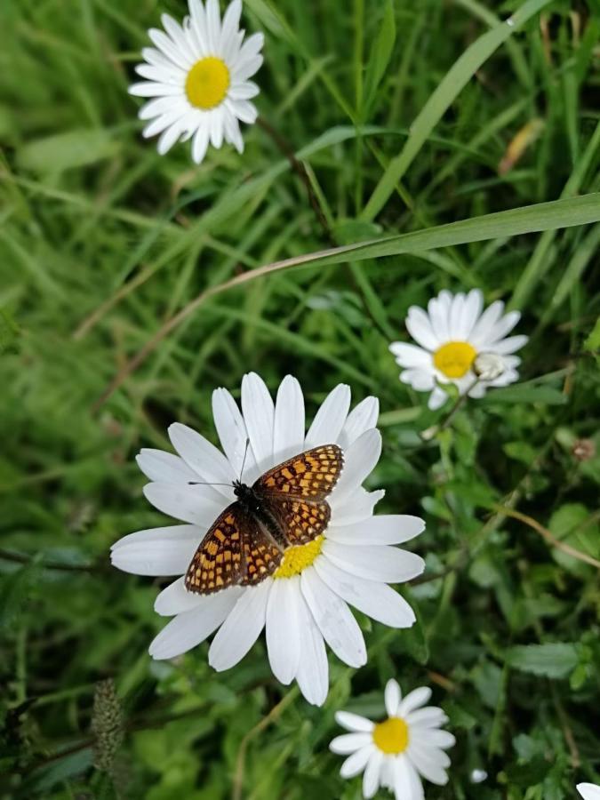 Ferienhof Oberer Gollmitzer Heiligenblut Buitenkant foto